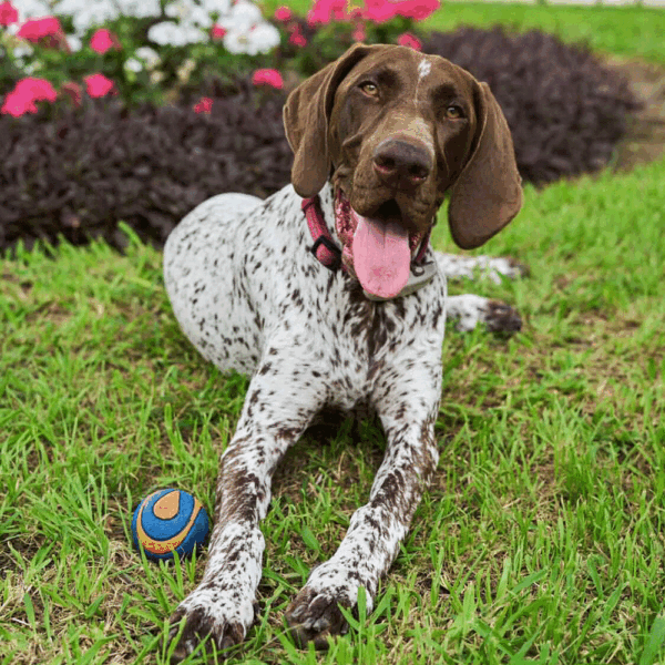 Ultra-Squeaker-Ball-2