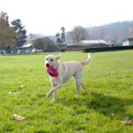 Fumble_Fetch
