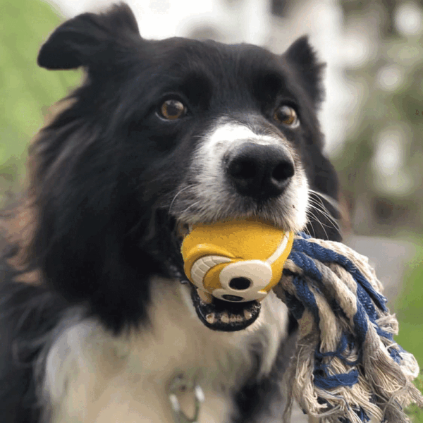 Fanatic-Ball-3