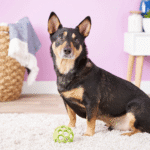 JW-Hol-ee-Roller-Pequeño-Dog-Toy