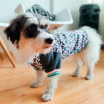 Yupi-The-Pug-Casaca-Emilia-Jacket