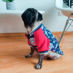 Yupi-The-Pug-Casaca-Lucas-Jacket