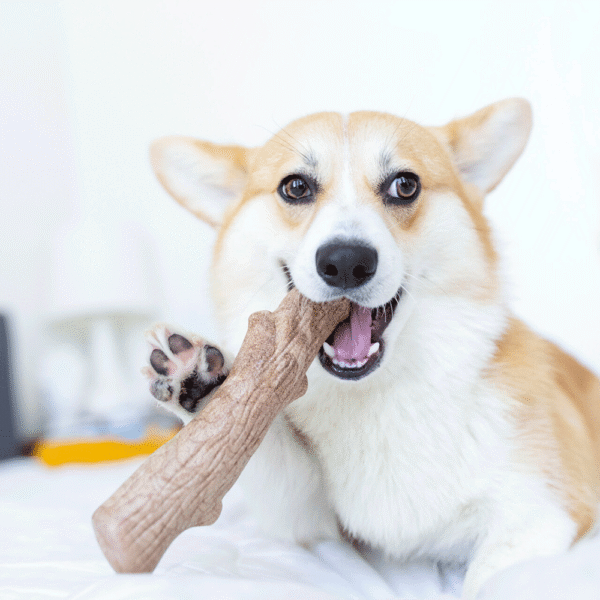 Dogwood-Stick