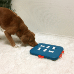 Nina-Ottoson-Dog-Casino