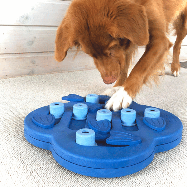 Nina-Ottoson-Dog-Hide-n-Slide