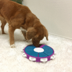 Nina-Ottoson-Dog-Twister