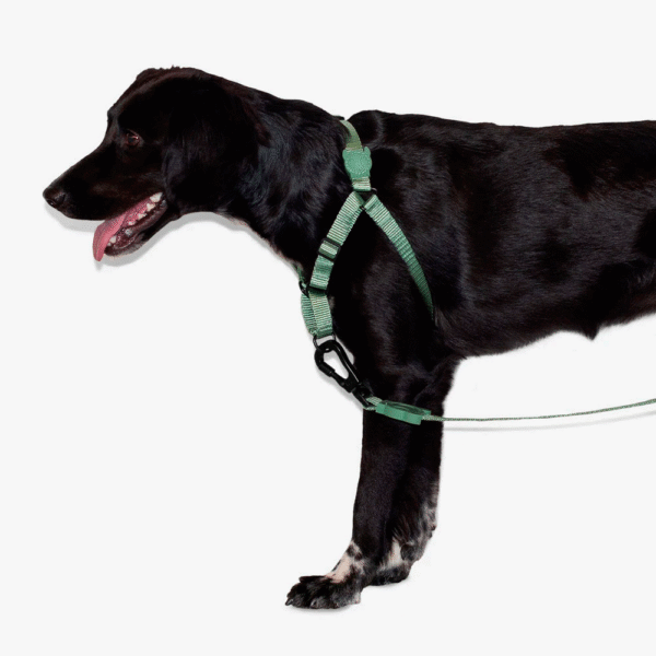 Zeedog Army Soft-Walk Harness