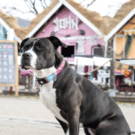 Max-&-Molly-Collar-Magical-Perro