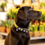 Max-&-Molly-Collar-Monkey-Maniac-5