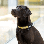 Max-&-Molly-Collar-Monkey-Maniac-6