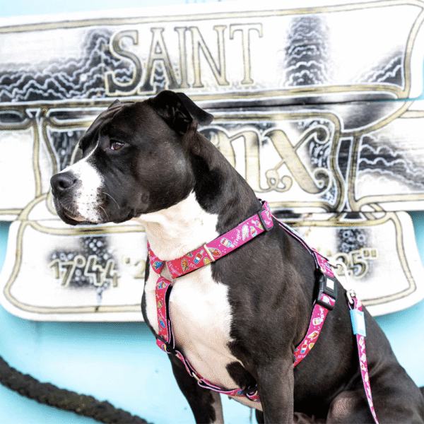 Max-&-Molly-H-Harness-Magical-Perro