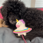 Max & Molly Snuggles Toy Magic Mikey Perro