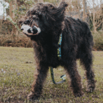 Max & Molly Snuggles Toy Woody The Sheep Perro