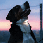 Max-&-Molly-Ultra-Led-Safety-Light-Black-Perro