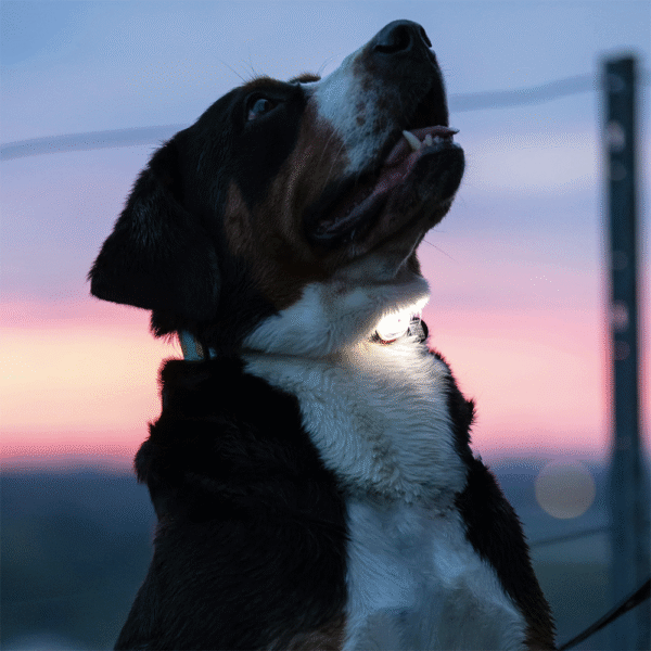 Max-&-Molly-Ultra-Led-Safety-Light-Black-Perro