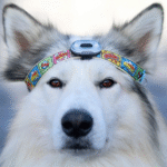 Max-&-Molly-Ultra-Led-Safety-Light-Black-Perro 2