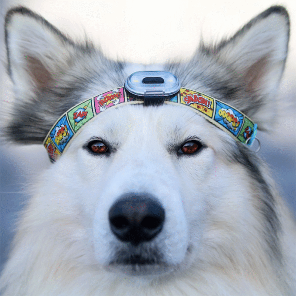 Max-&-Molly-Ultra-Led-Safety-Light-Black-Perro 2