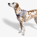 Zeedog ACG FlyHarness - Imagen 2