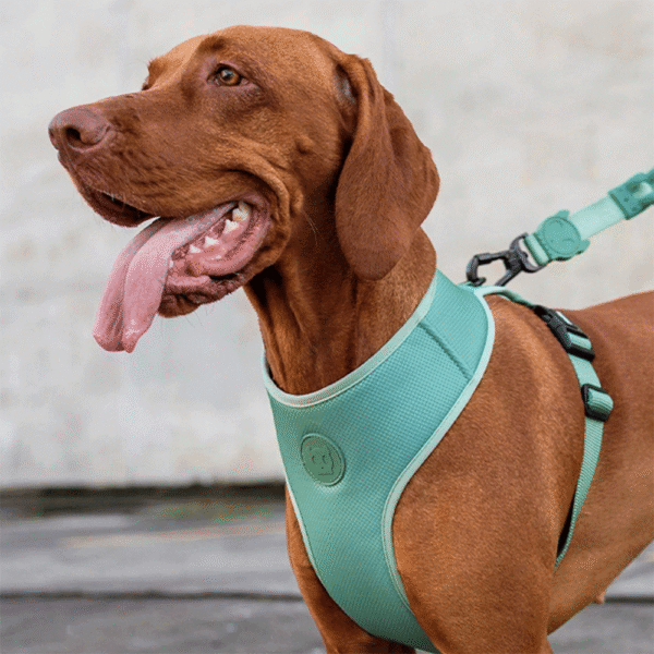 Zeedog Army Pechera Air Mesh - Imagen 4