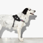 Zeedog-Gotham-FlyHarness