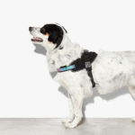 Zeedog-Gotham-FlyHarness