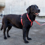 Zeedog-Neon-Coral-Correa-Ruff