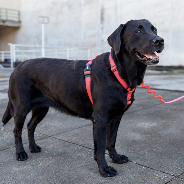 Zeedog-Neon-Coral-Correa-Ruff