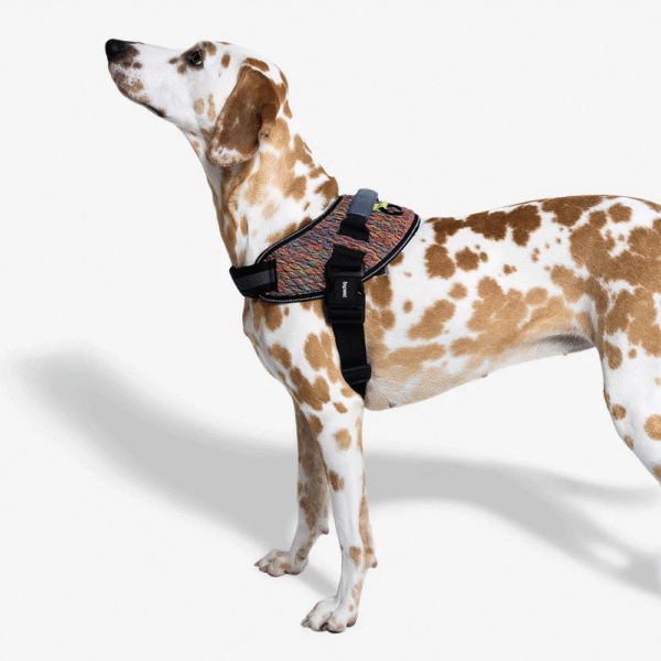 Zeedog-Vortex-FlyHarness