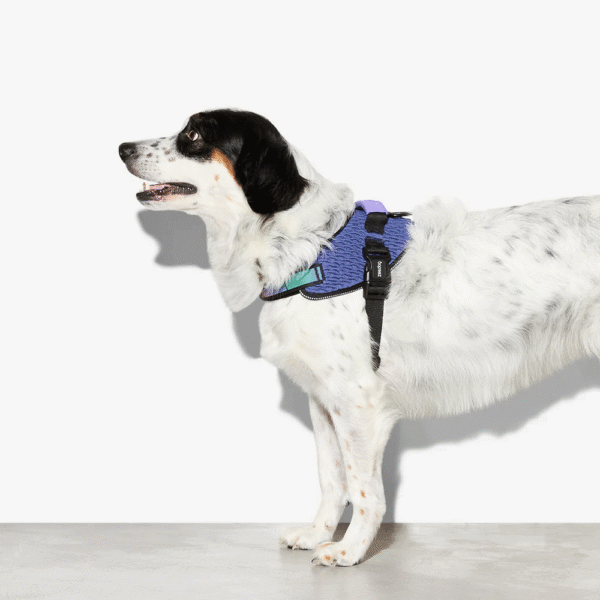 Zeedog-Wicked-FlyHarness