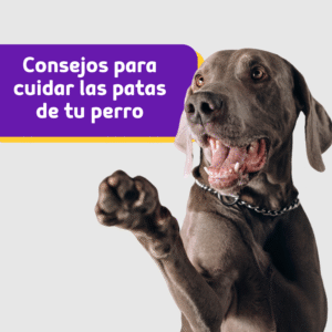 Cuidado de las Patas