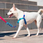 Zeedog Cooly Correa Ruff