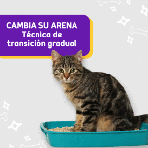 ¿Quieres cambiar la Arena de tu Gato? Aprende la Técnica de Transición Gradual