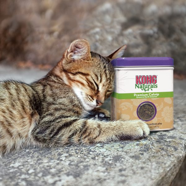 KONG Premium Catnip