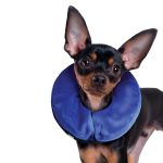 KONG Cloud Collar
