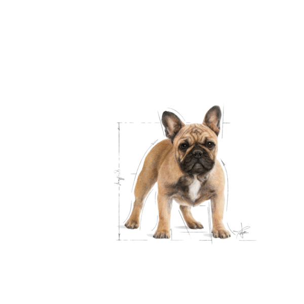 Royal Canin BHN Bulldog Francés Adulto