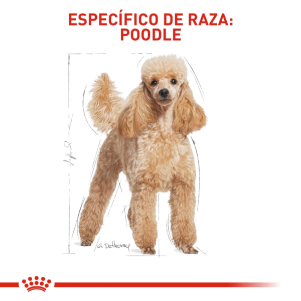 Royal Canin BHN Poodle Adulto