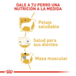 Royal Canin BHN Poodle Adulto
