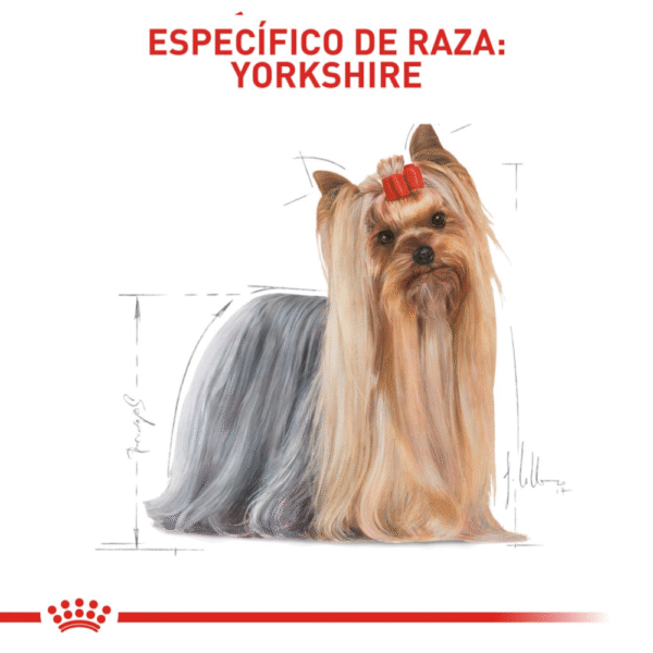 Royal Canin BHN Yorkshire Adulto
