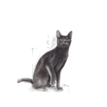 Royal Canin FHN Sterilised 37
