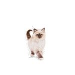 Royal Canin FHN Kitten