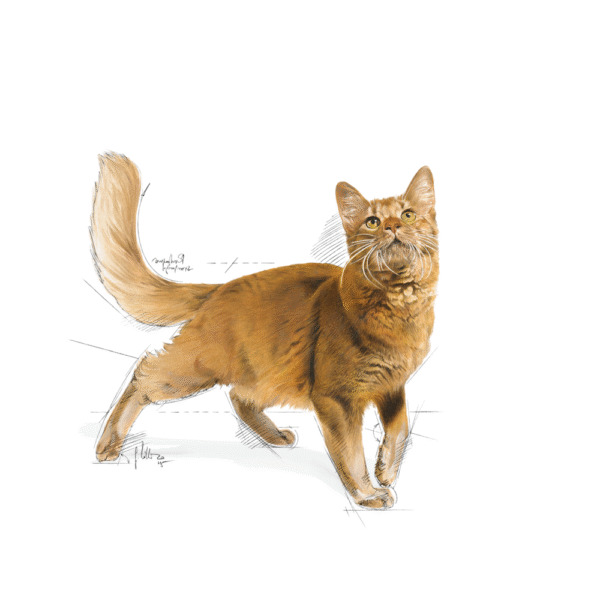 Royal Canin FHN Fit 32