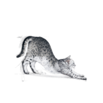 Royal Canin FHN Indoor 27