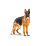 Royal Canin SHN Maxi Adulto
