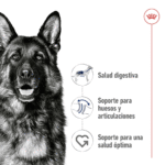 Royal Canin SHN Maxi Adulto