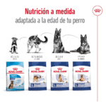 Royal Canin SHN Maxi Adulto