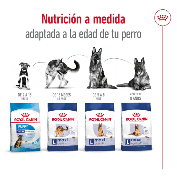 Royal Canin SHN Maxi Adulto