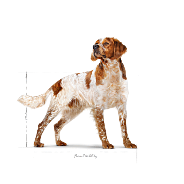 Royal Canin SHN Medium Adulto
