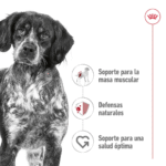 Royal Canin SHN Medium Adulto