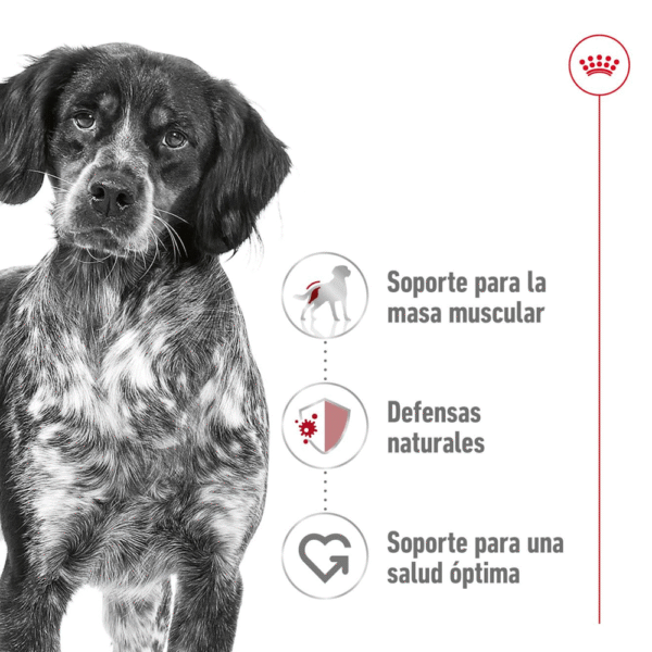 Royal Canin SHN Medium Adulto