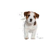 Royal Canin SHN Mini Puppy